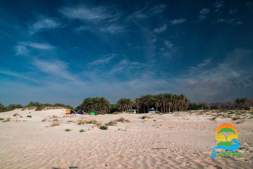 Aomak Beach-Palm tree - Camp - Cars - Socotra