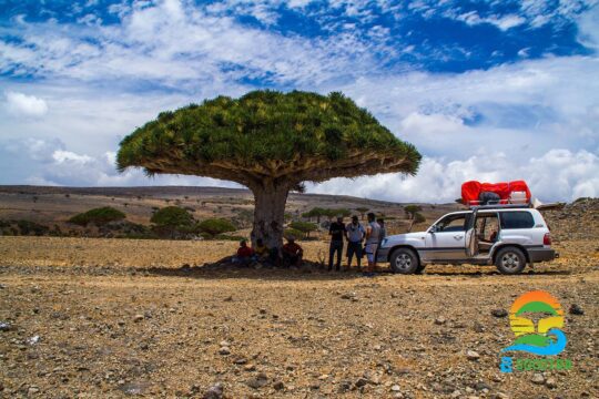 Dixsam Plateau - Dragon’s blood tree - Socotra