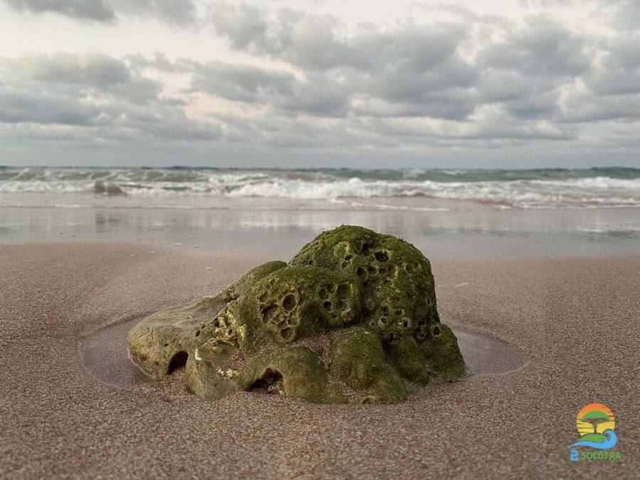 Coral Reef, sea beach Socotra Island