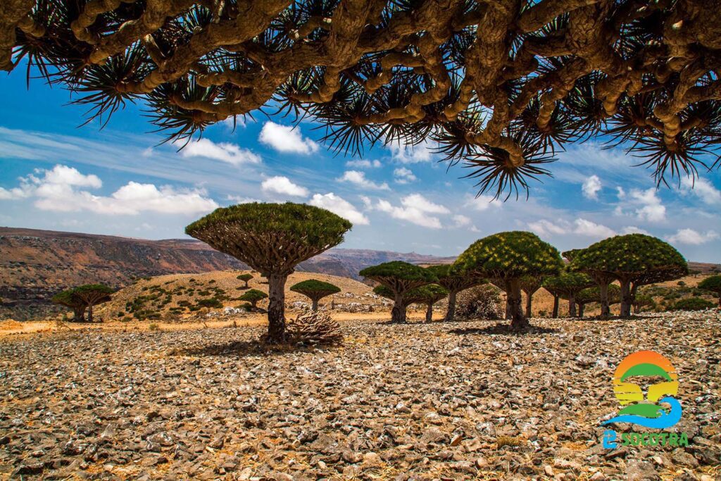 Dixsam  Plateau Dragon’s blood trees - Socotra