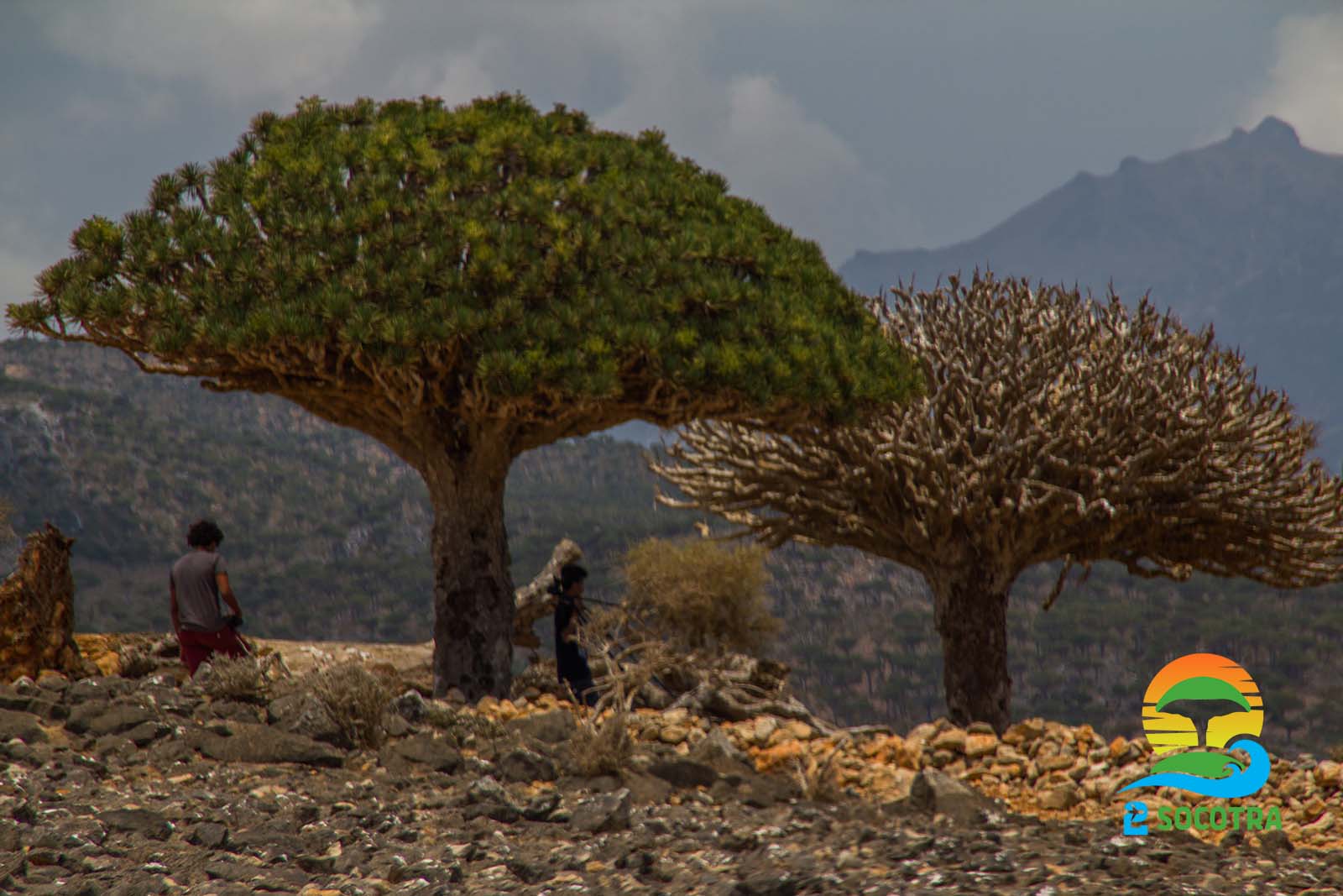 Dragon’s blood tree dead and green, Diksam plateau, Socotra Island