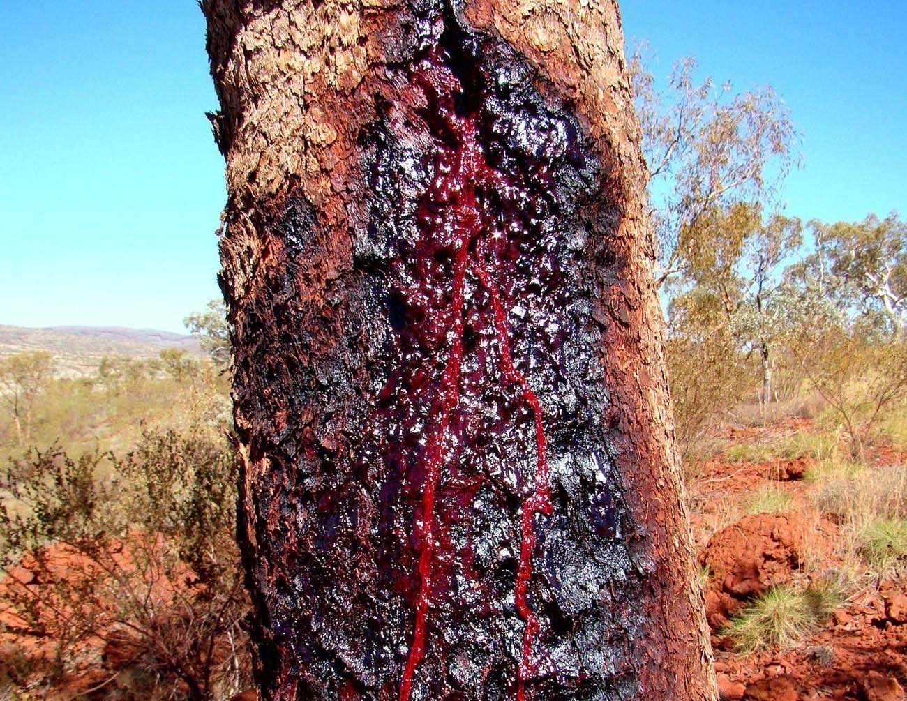 Dragon’s blood tree bleeding, Diksam plateau, Socotra Island