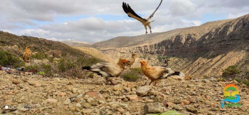 Egyptian Vultures, Kalisan Canyon, Socotra Island