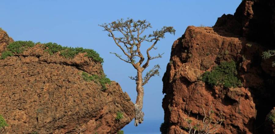 Frankincense trees, Floating Trees, Socotra Island