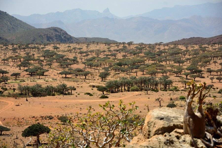 Frankincense trees forest, Homhil protected area, Socotra Island