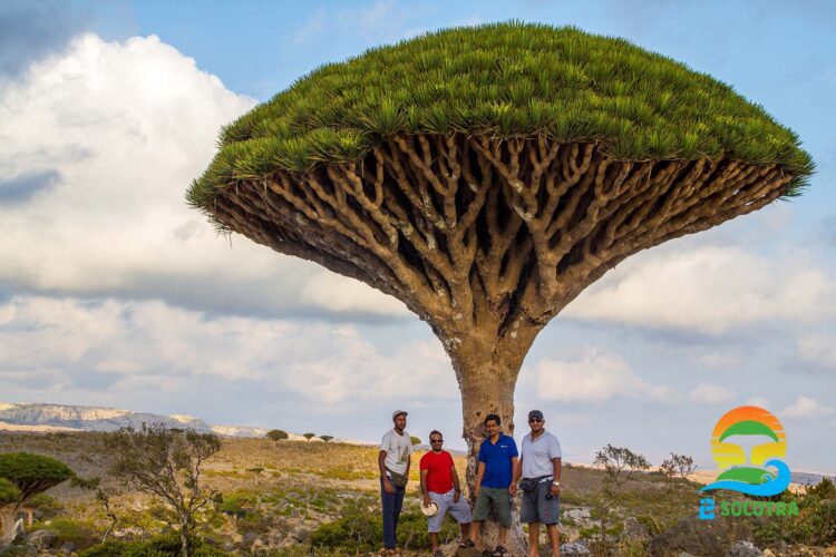 Rare Dragon Blood Tree | This Is What Make Tourist Love Socotra Island