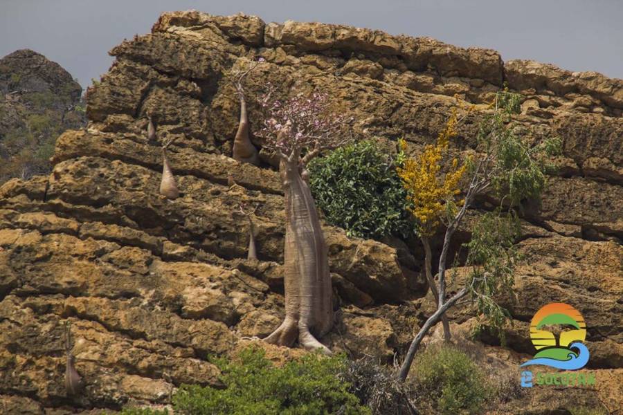 Baobab Tree Socotra Island