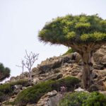 Discover the Unique Plant Species of Socotra Island: Dragon Blood Trees, Cucumber Trees and More
