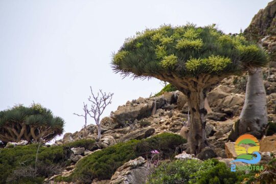 The Dragon Blood Trees - Socotra Island