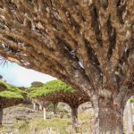 Socotra Island Approved Guide 2024-2025: Everything You Need to Know