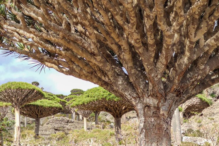 Dragon’s Blood Tree. Socotra forests