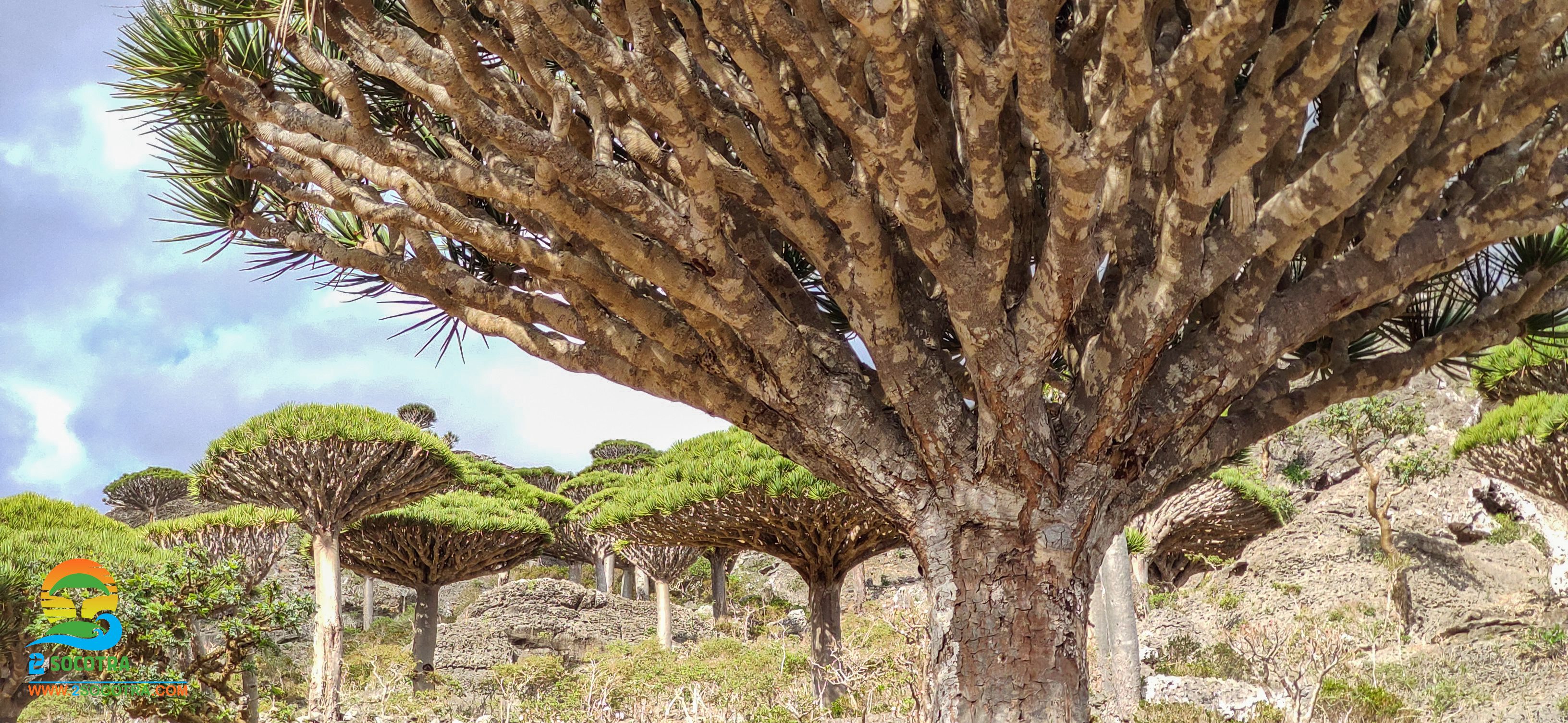 Dragon’s Blood Tree. Socotra forests