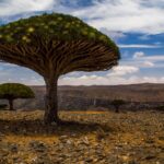 Wonderful | The Fantastic Firmhin Forest Made Socotra Island Heaven