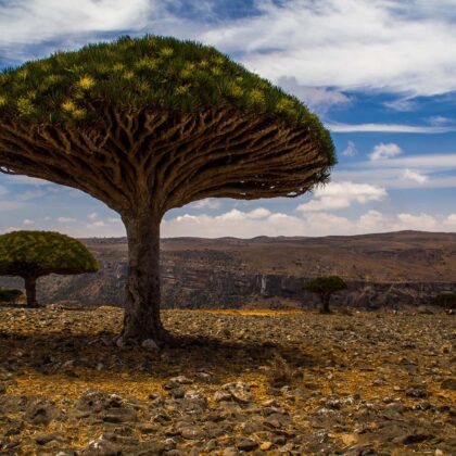 Dragon’s blood trees, Diksam plateau, Socotra Island