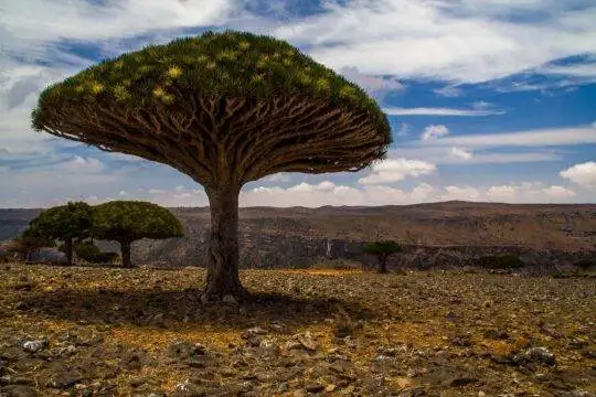 Dragon’s blood trees, Diksam plateau, Socotra Island