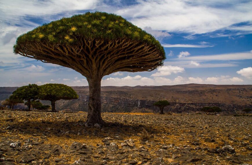 Dragon’s blood trees, Diksam plateau, Socotra Island