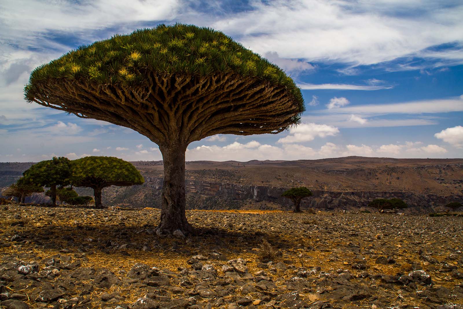 Dragon’s blood trees, Diksam plateau, Socotra Island