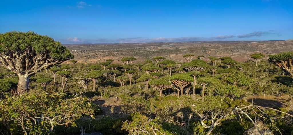 Firmhin Forest Socotra Island