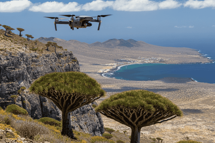 Aerial View of Socotra's Majestic Dragon’s Blood Trees