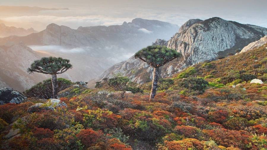 Dragon blood trees on a Socotra plateau