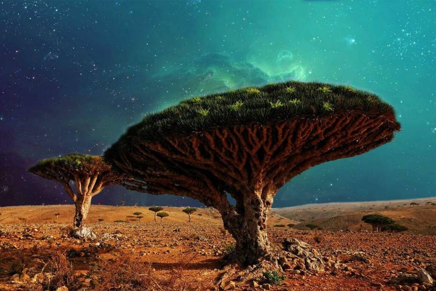 Dragon blood tree against the Socotra sky