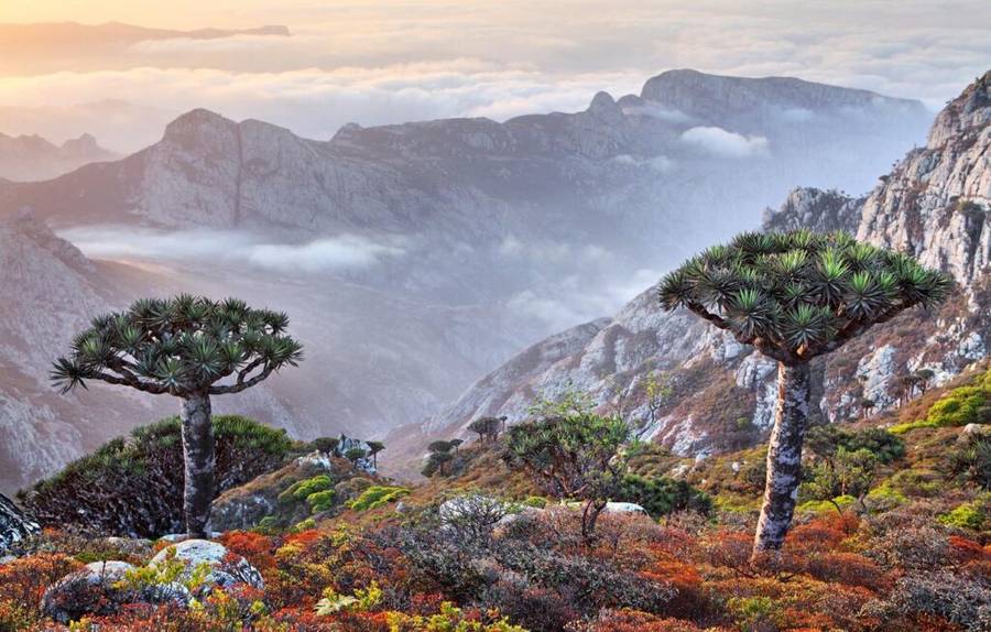 Dragon Blood Trees overlooking a misty mountain valley at sunrise in Socotra